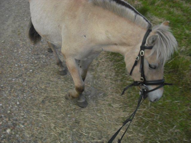 Fjordhest Rimbo Møldrup - Rimbo med på skridttur for første gang billede 8