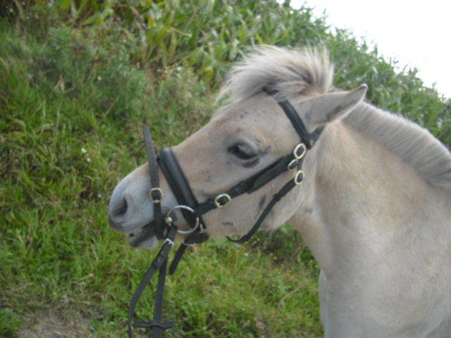 Fjordhest Rimbo Møldrup billede 6