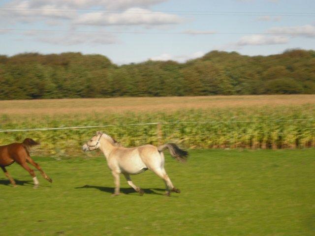 Fjordhest Rimbo Møldrup - Jeg kan også løbe stærkt. billede 9