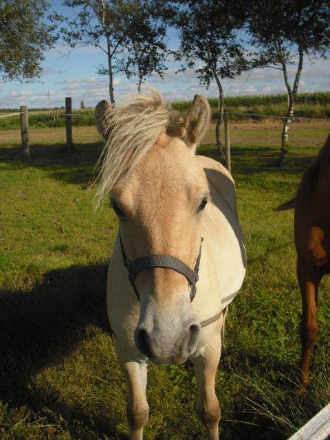 Fjordhest Rimbo Møldrup - charme og lækkert hår. hi hi billede 5