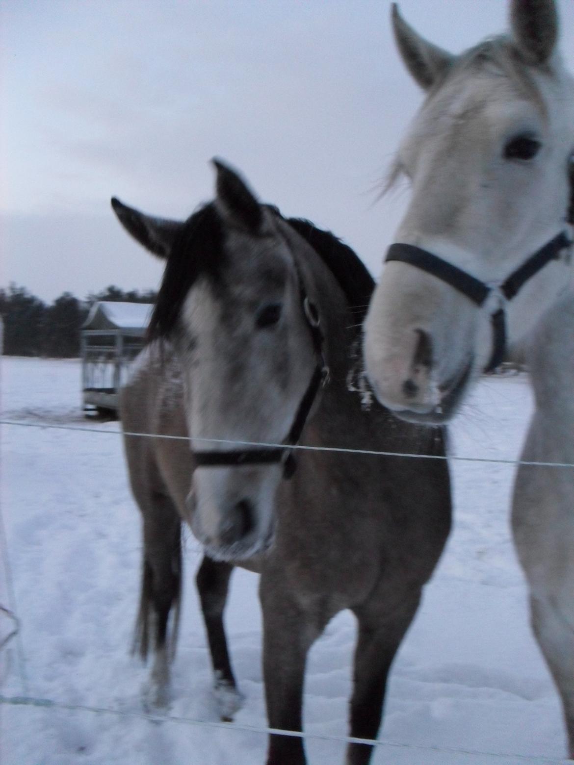 Shagya Araber (SH) Østergaards Amira (SOLGT) - Amira og Smilla (gammelt billede) billede 8