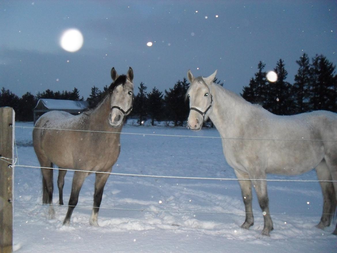 Shagya Araber (SH) Østergaards Amira (SOLGT) - Synes billedet siger mere end ord! :) Amira og Smilla (gammelt billede) billede 9