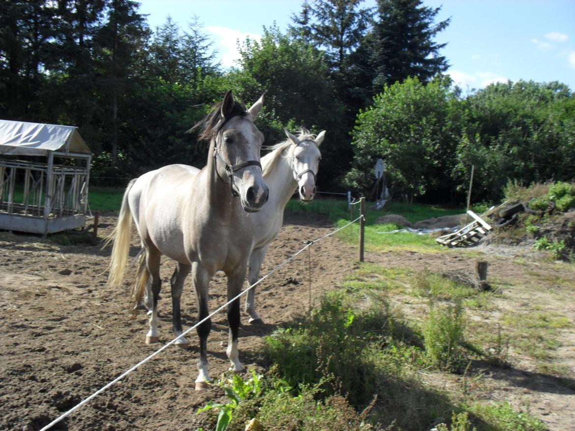 Shagya Araber (SH) Østergaards Amira (SOLGT) - Amira og Smilla (gammelt billede) billede 10