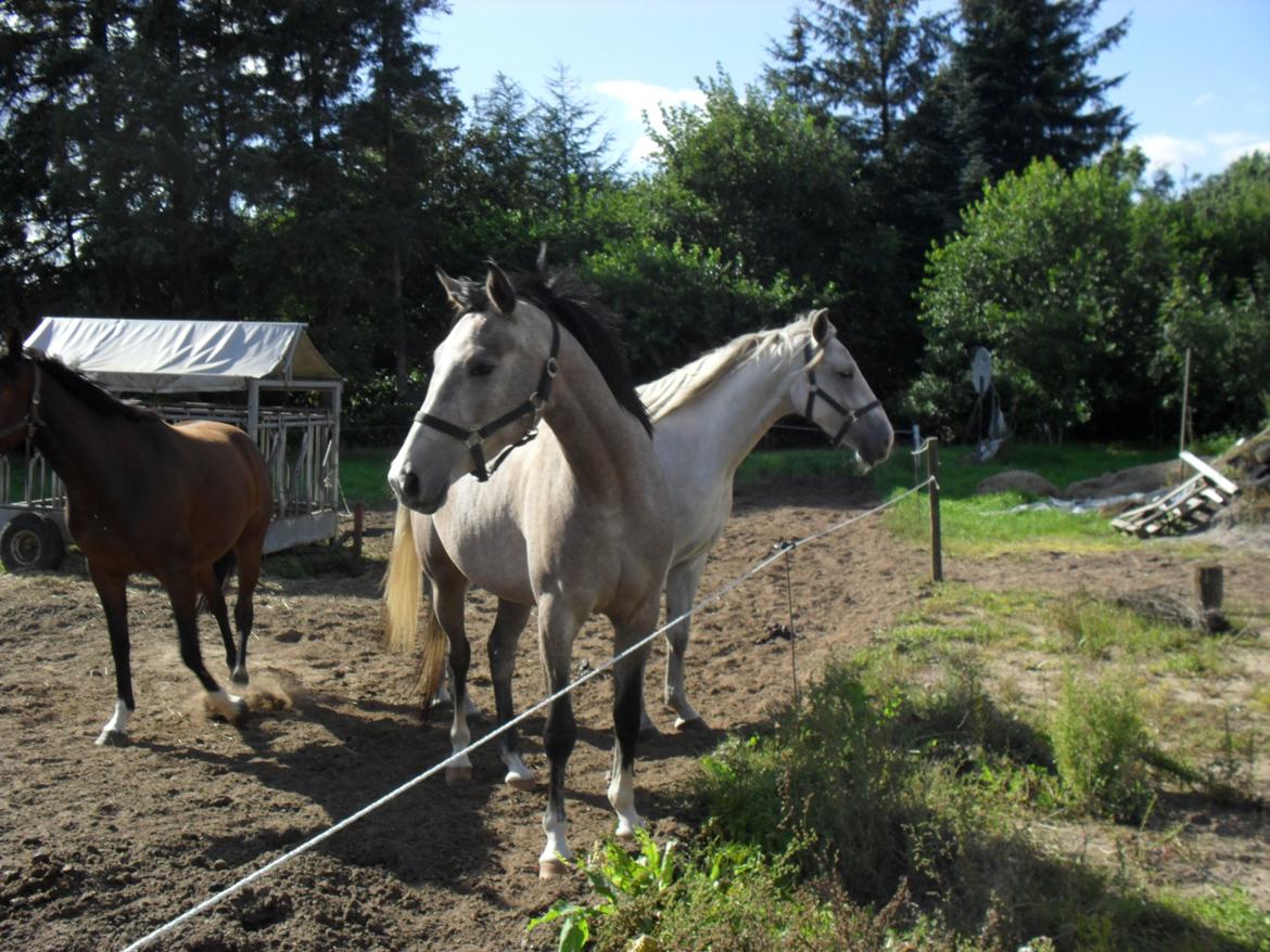 Shagya Araber (SH) Østergaards Amira (SOLGT) - Amira og Smilla (gammelt billede) billede 11