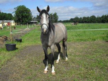 Shagya Araber (SH) Østergaards Amira (SOLGT) - Velkommen til Amiras profil :)  billede 1