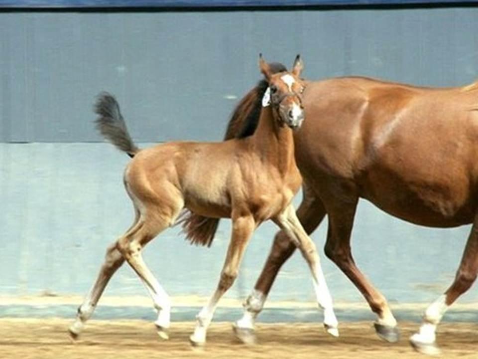 Shagya Araber (SH) Østergaards Amira (SOLGT) - Prinsessen som føl :)  billede 12