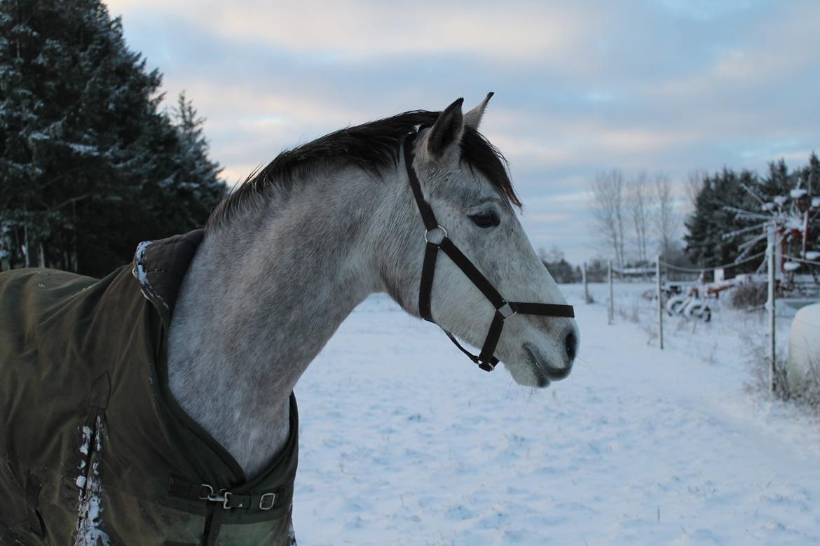Shagya Araber (SH) Østergaards Amira (SOLGT) - Min prinsessehest! :)  billede 13