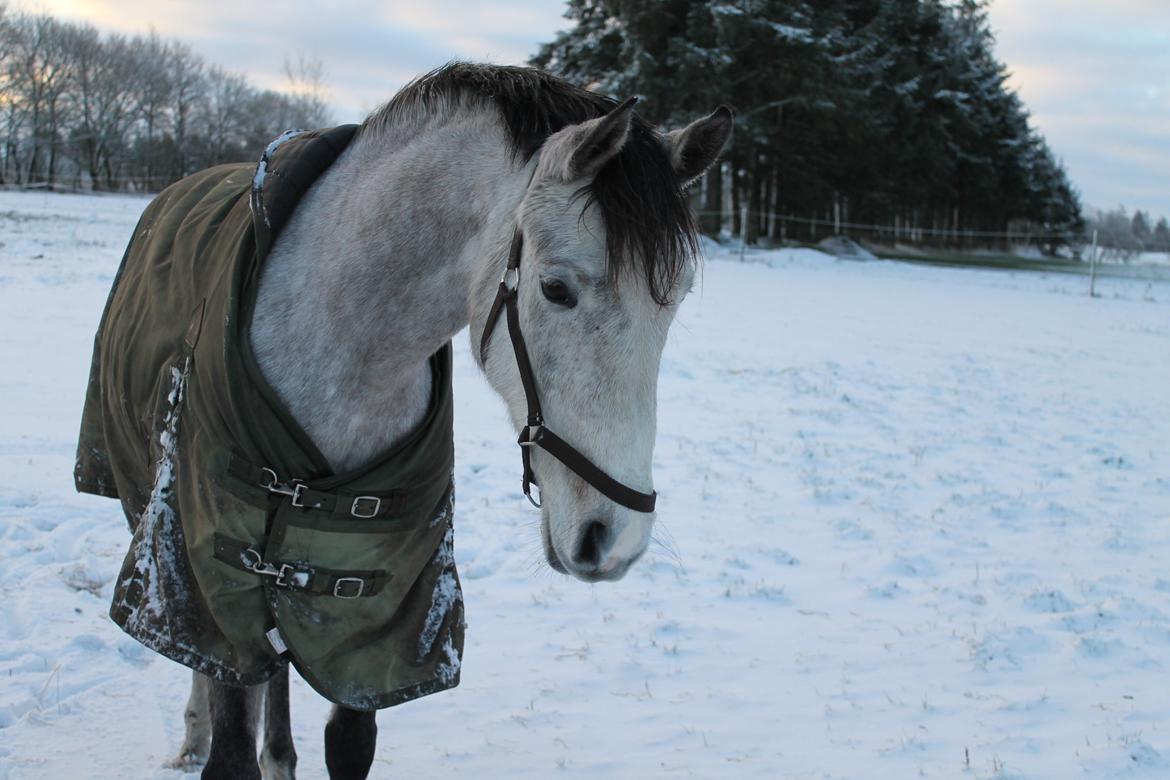 Shagya Araber (SH) Østergaards Amira (SOLGT) - Min prinsessehest! :)  billede 2