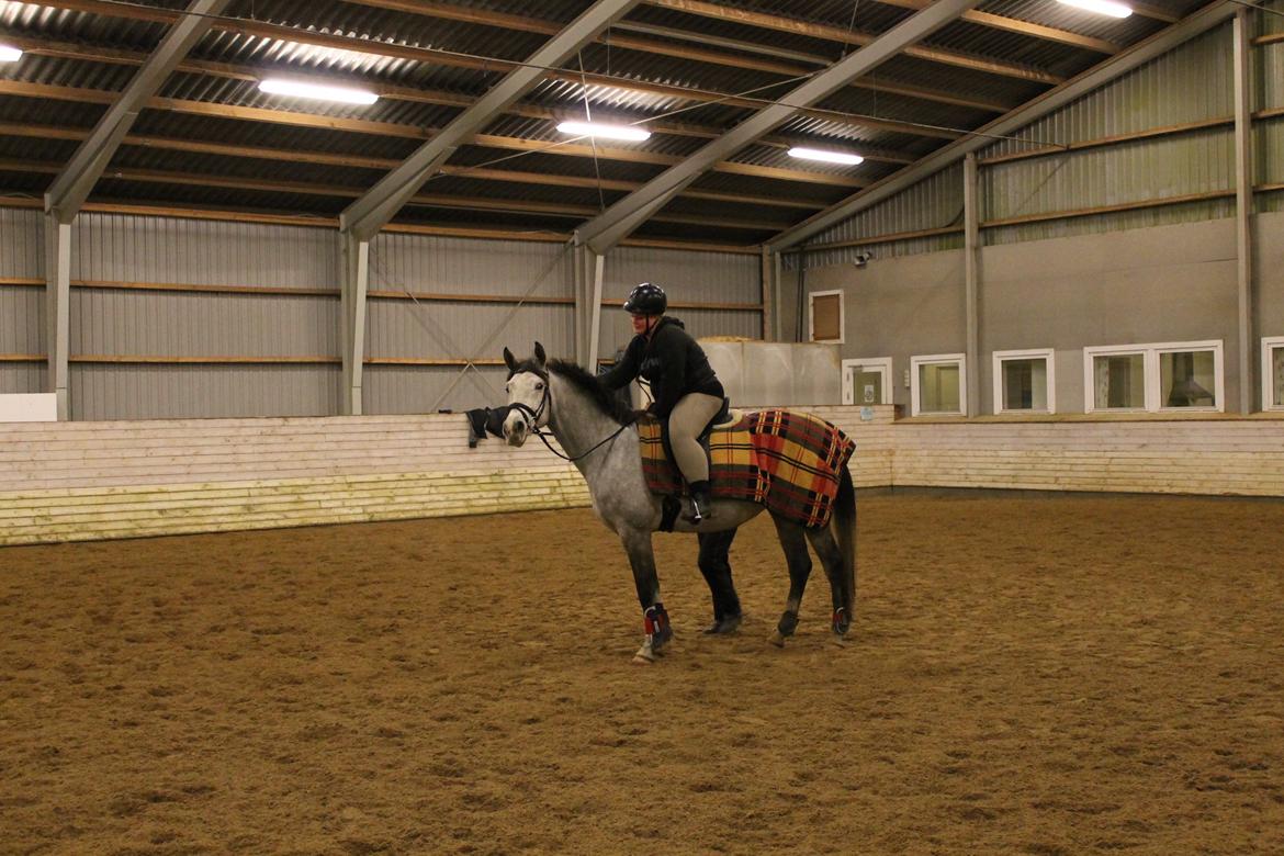 Shagya Araber (SH) Østergaards Amira (SOLGT) - Færdig til undervisning, så skal vi lige kløes lidt ;) billede 16