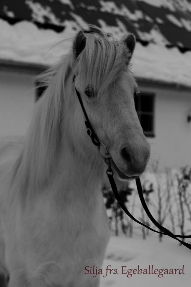 Islænder Silja fra Egeballegaard - "Hvis gud har skabt noget smukkere end hesten, må han have holdt det for sig selv." Foto: Edita Cizmic billede 3