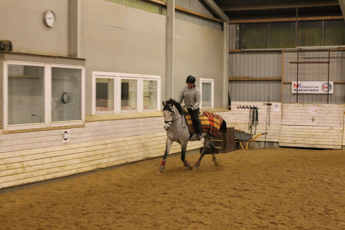 Shagya Araber (SH) Østergaards Amira (SOLGT) - Jannie (min søster) får undervisning på prinsessen billede 15