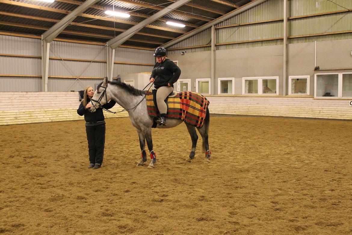 Shagya Araber (SH) Østergaards Amira (SOLGT) - Færdig til undervisning.. Dejligt med ros fra min underviser :)  billede 17