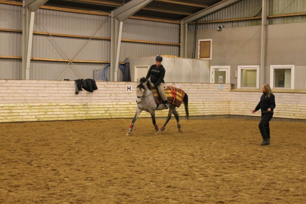 Shagya Araber (SH) Østergaards Amira (SOLGT) - Amira og jeg til undervisning billede 7