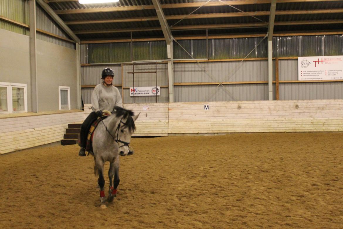 Shagya Araber (SH) Østergaards Amira (SOLGT) - Jannie (min søster) får undervisning på prinsessen billede 14