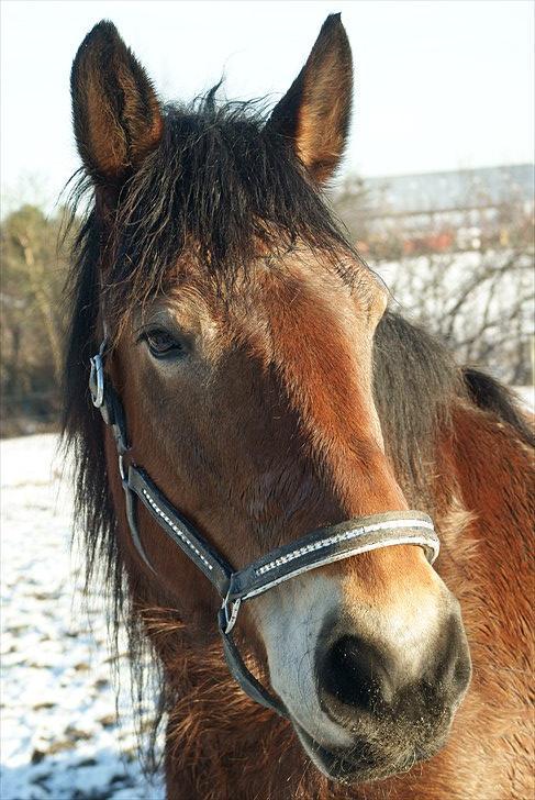 Belgier Malibu **BROVANG** SOLGT ! billede 10