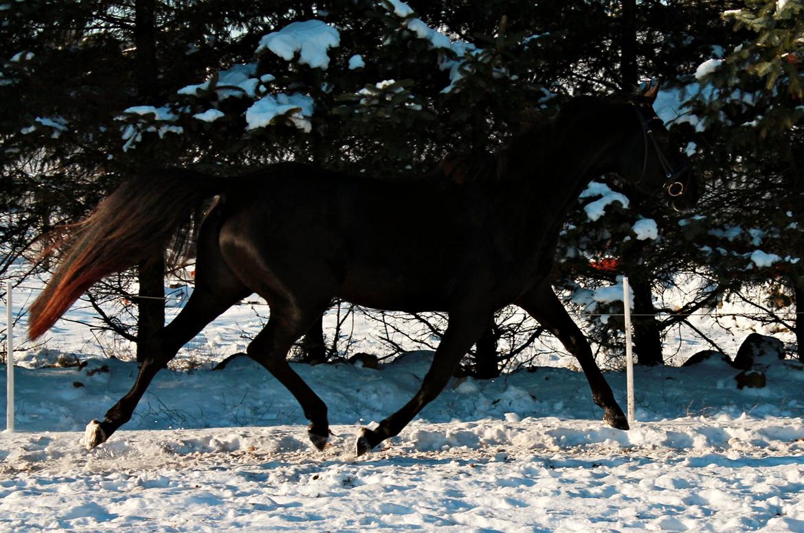 Trakehner Elvira Madigan - - 19/1-13 billede 9