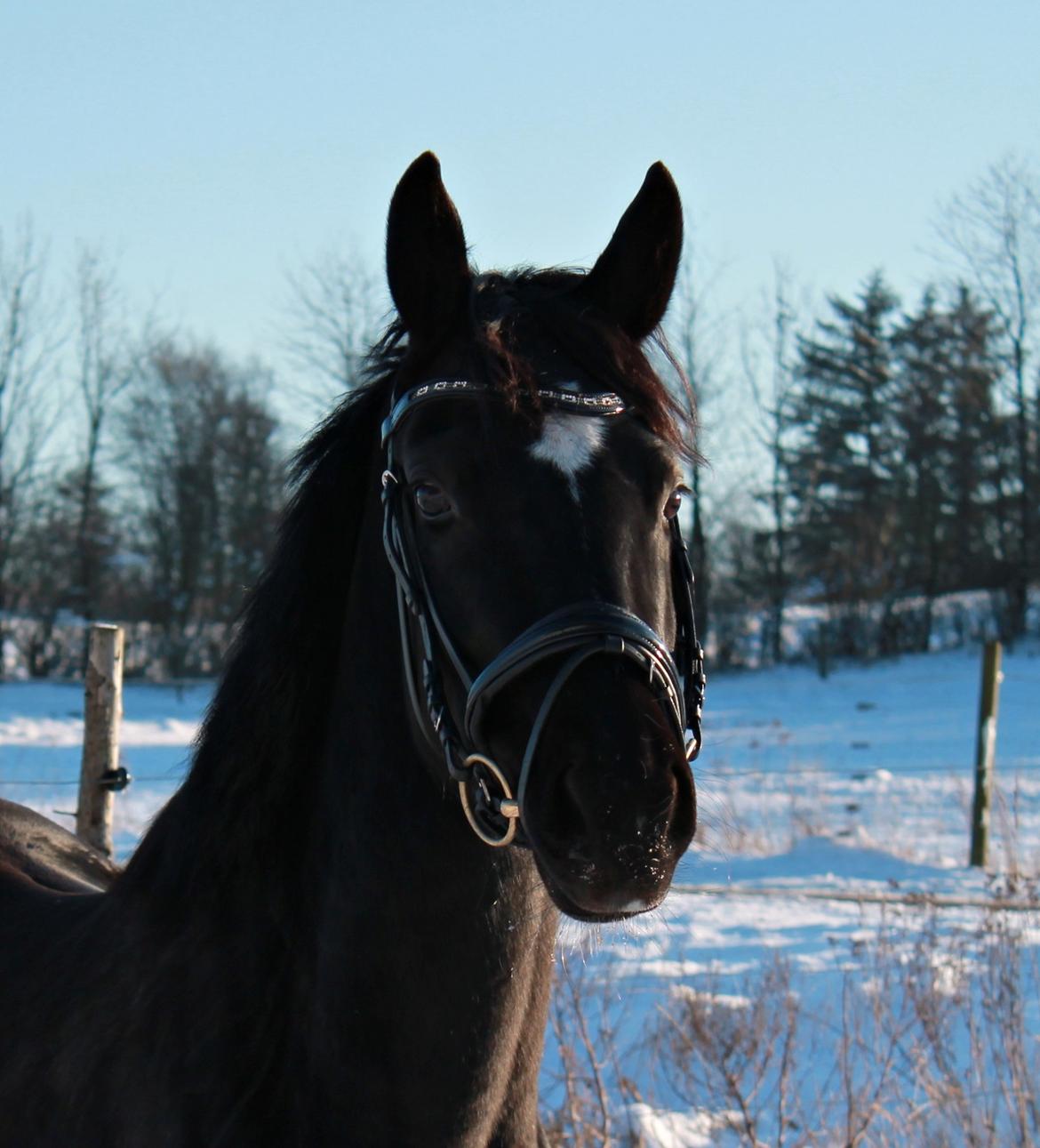 Trakehner Elvira Madigan - - 19/1-13. billede 8