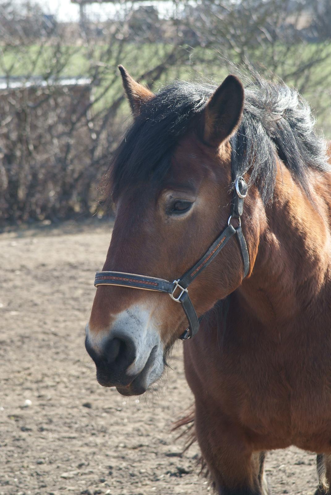 Belgier Malibu **BROVANG** SOLGT ! - Du er en smuk pige <3
 billede 20