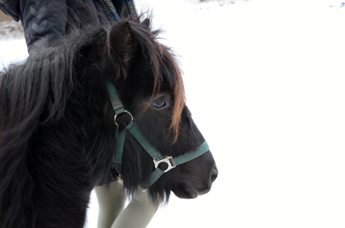 Shetlænder Tulli | Winthers Tulip - Smukke Tulli!
23.01.2013 billede 3