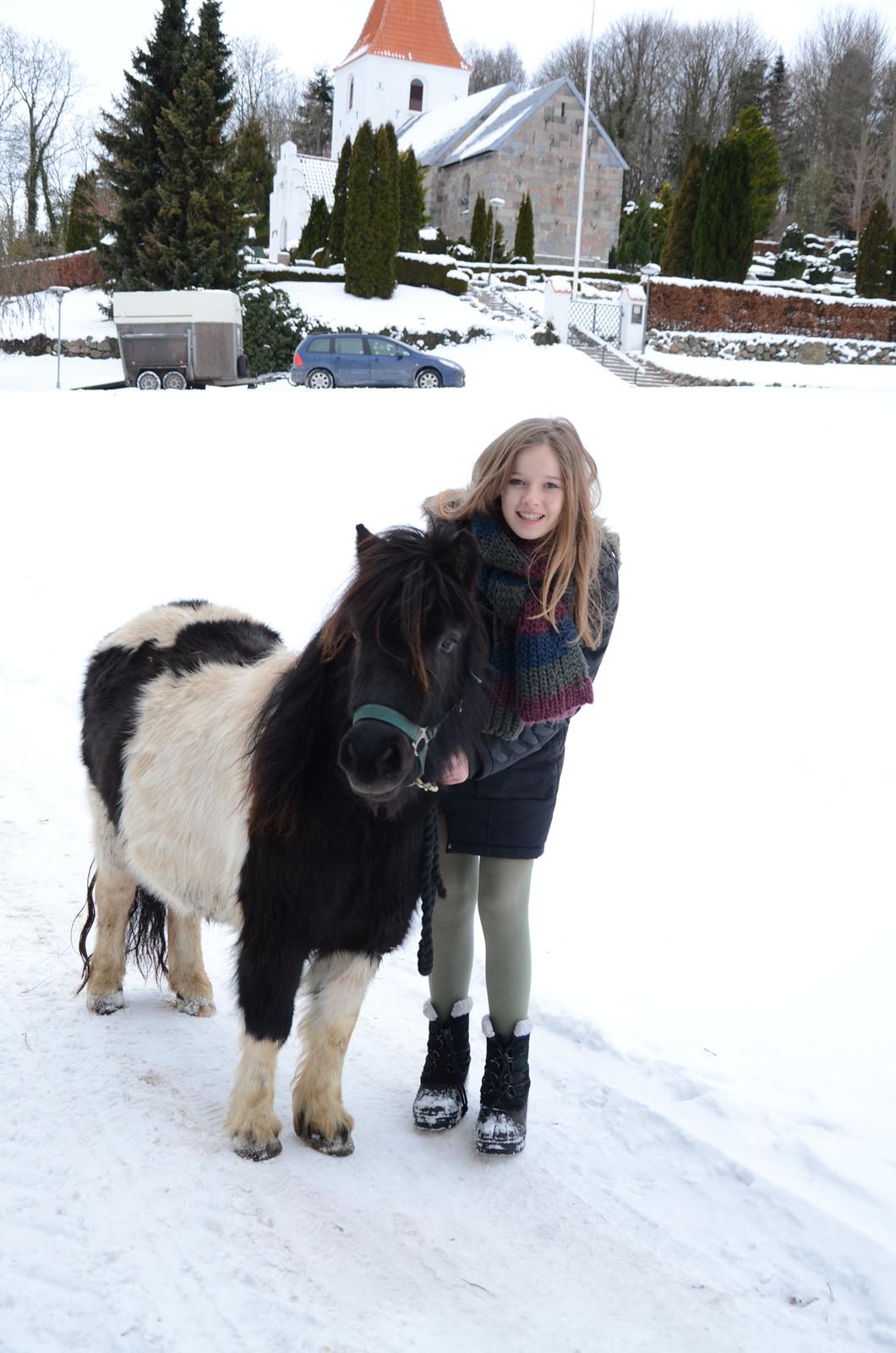 Shetlænder Tulli | Winthers Tulip - Velkommen til Tullis profil!<3 billede 2