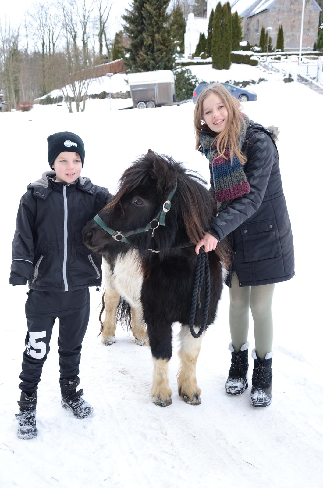 Shetlænder Tulli | Winthers Tulip - På vej til stalden med Tulli og lillebror (Mads)
23.01.2013  billede 4