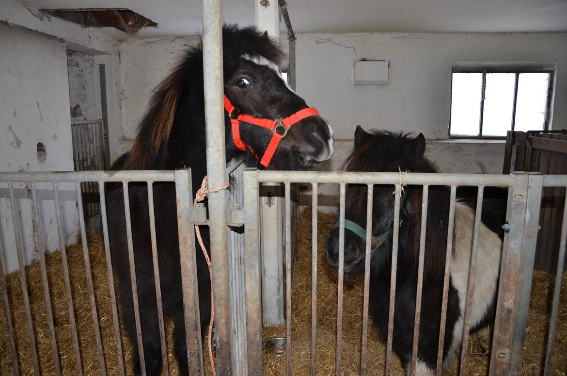 Shetlænder Tulli | Winthers Tulip - Første møde med Willy :')
23.01.2013 billede 5