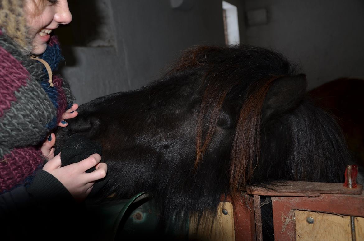 Shetlænder Tulli | Winthers Tulip - Da jeg er ude at se hende!<3
20.01.2013 billede 6