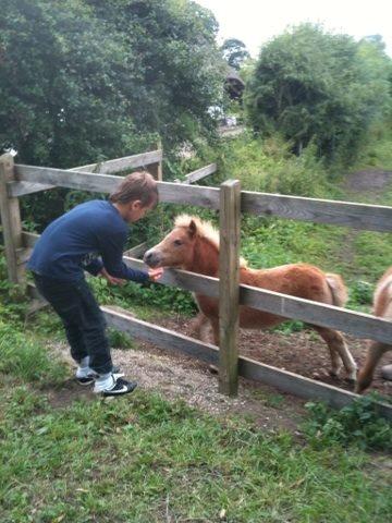 Anden særlig race Fila af Brobygaard billede 5