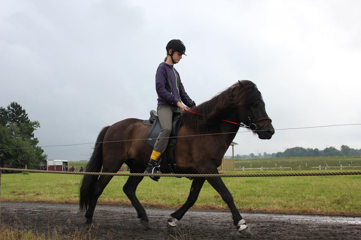 Islænder Muninn fra Skarholt - Maja og Muninn rider 4.5 til ØM i Mårslet 2012. billede 20