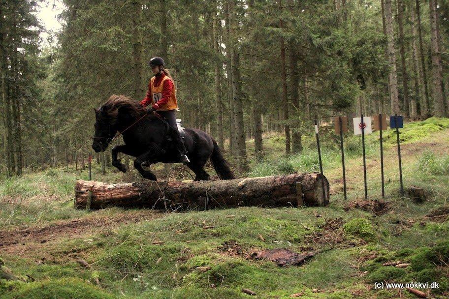 Islænder Muninn fra Skarholt - Maja og Muninn til DM i alrid 2012 - terræn. billede 2