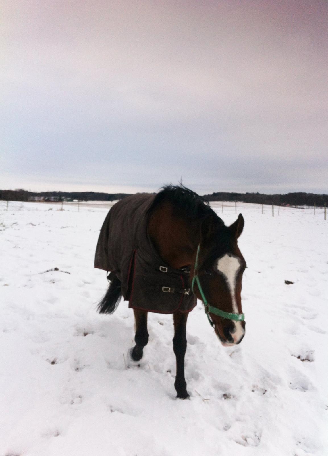 DSP Haahr's Kalahari - Så hyggeligt med en hest der kommer en gående i møde :) billede 7