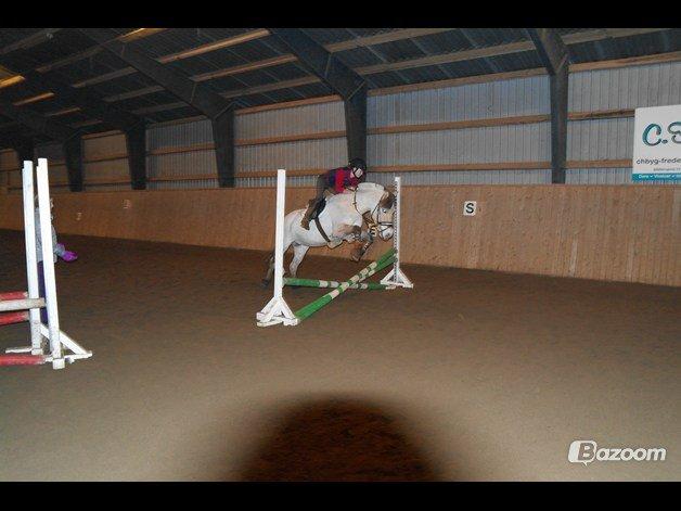 Fjordhest Hellebert`s Musse "solgt" billede 7