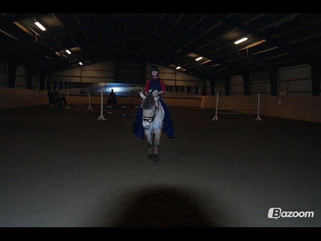 Fjordhest Hellebert`s Musse "solgt" billede 8