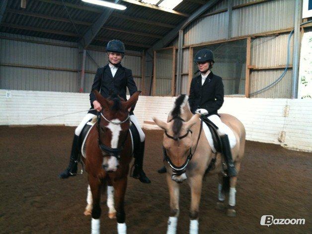 Fjordhest Hellebert`s Musse "solgt" billede 9