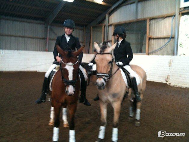 Fjordhest Hellebert`s Musse "solgt" billede 10