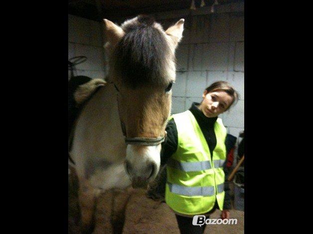 Fjordhest Hellebert`s Musse "solgt" billede 12