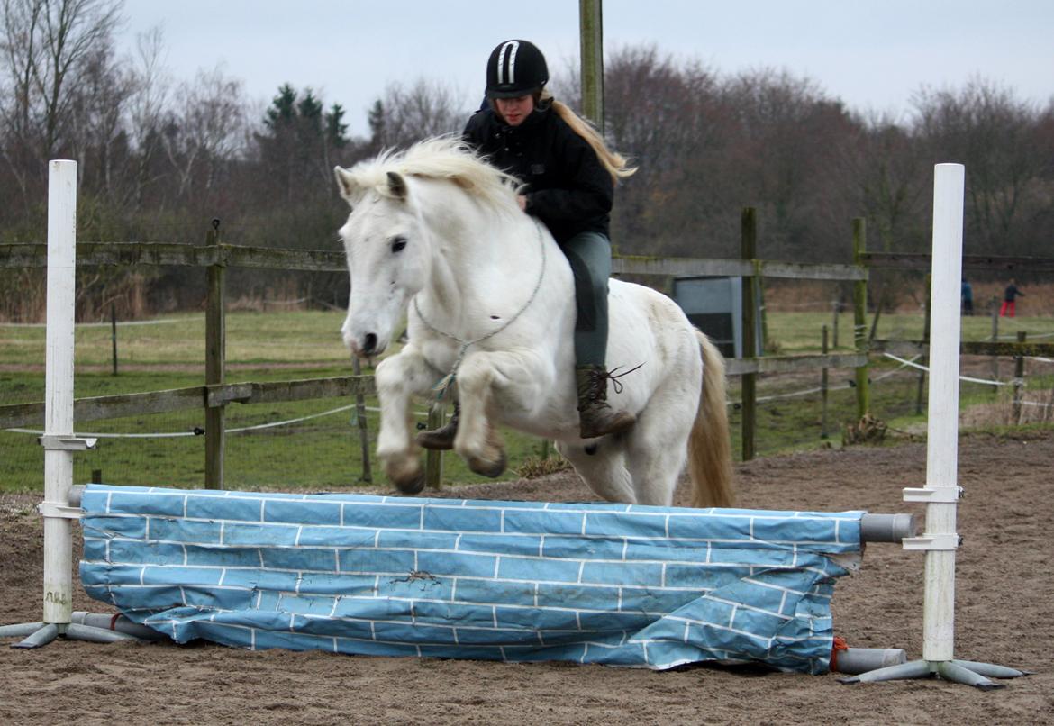 Anden særlig race Hugo - Lidt springing bliver det til :D! Vi sprang også uden udstyr den dag - men fotografen blev for kold, og måtte gå ind i rytterstuen x3 billede 9