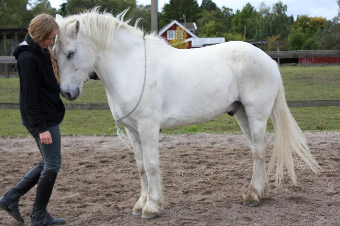 Anden særlig race Hugo billede 15