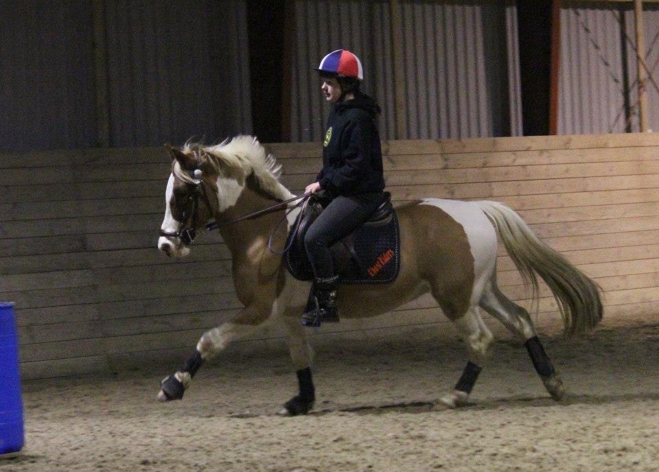 Anden særlig race Royal Rocky billede 14