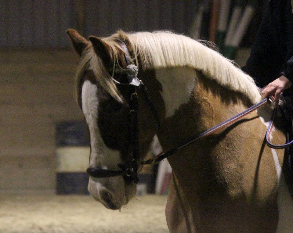 Anden særlig race Royal Rocky - Min smukke dreng.  billede 15