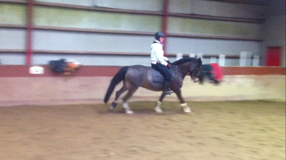 Anden særlig race Picasso [R.i.p] - hyggeridning <3 billede 13