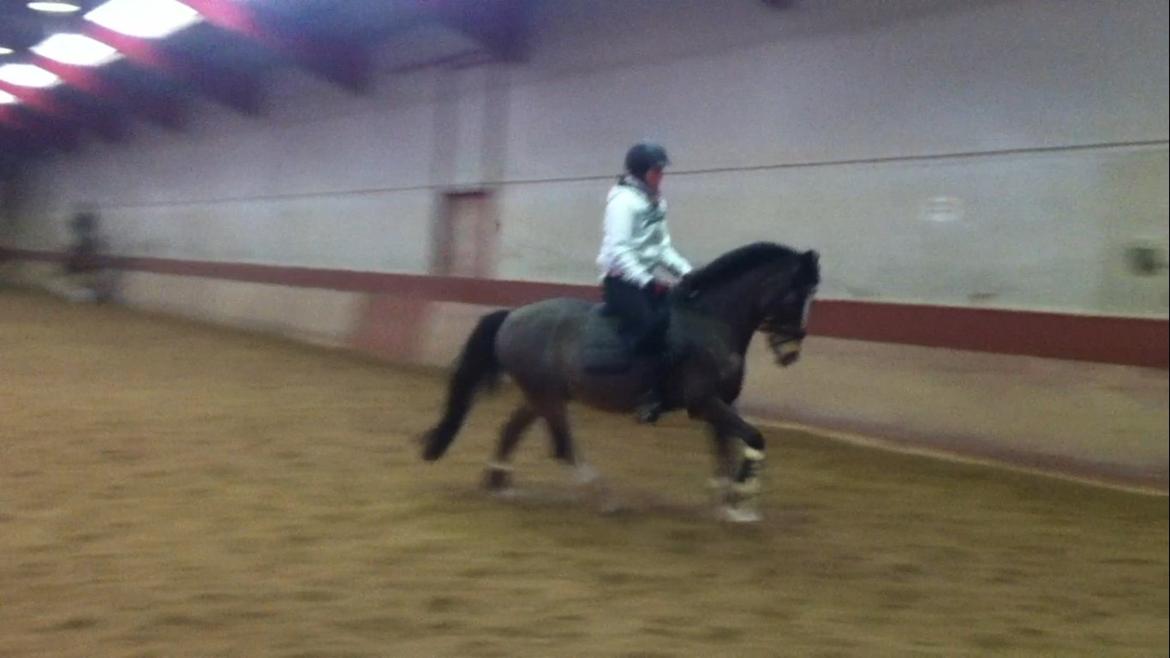 Anden særlig race Picasso [R.i.p] - hyggeridning <3 billede 14