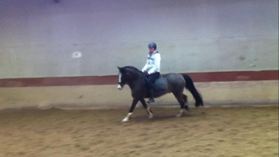 Anden særlig race Picasso [R.i.p] - hyggeridning <3 billede 15