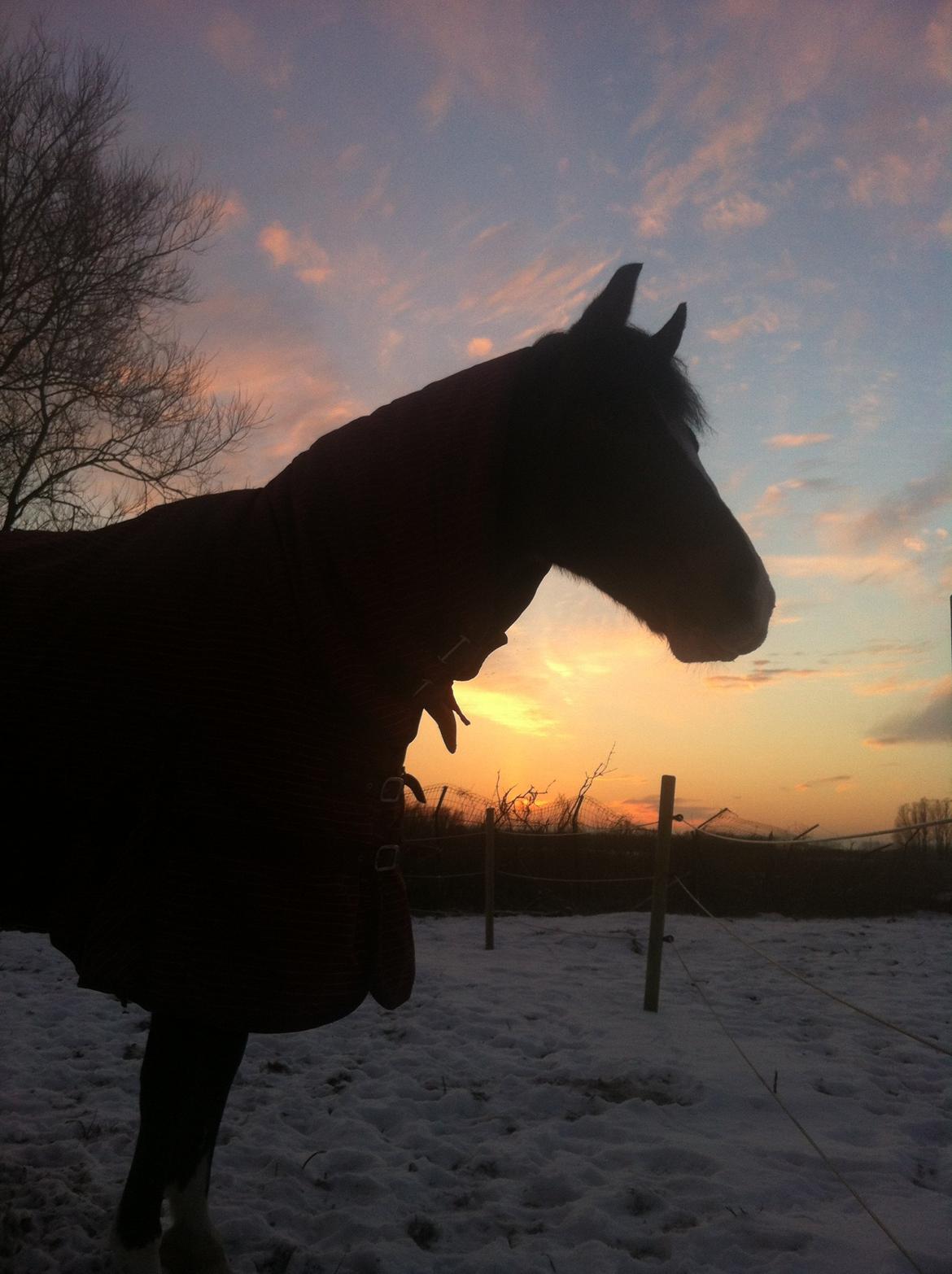 Anden særlig race Picasso [R.i.p] billede 1