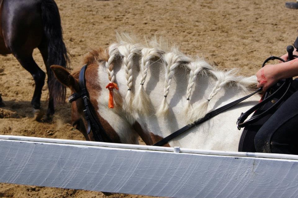 Pinto super smukke  fiona ( solgt ) billede 1