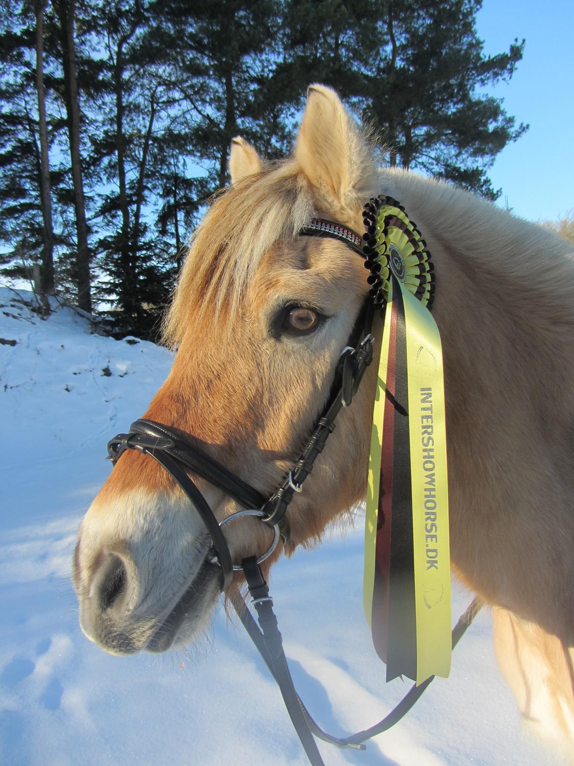 Fjordhest Frue<3(bedsteven<3)R.I.P:(savner dig!:-( - 8 plasen i intershowhorse<3<3 billede 15