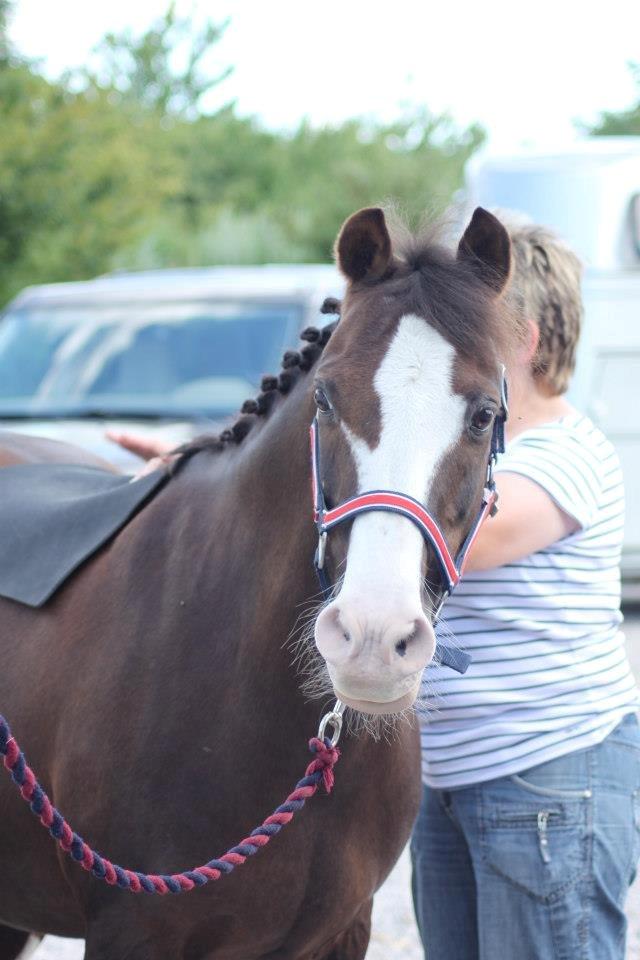 Welsh Partbred (Sec F) West Side Pride Pioneer - Vi er ved at sadle op til holdcup på Noagård.Foto: Signe Andersen billede 2