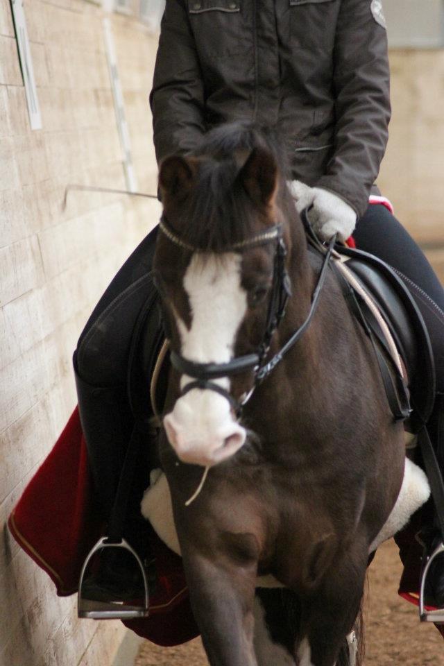 Welsh Partbred (Sec F) West Side Pride Pioneer - Pioneer og tidl. rytter Klara til træning til juleshow. Foto: Signe Andersen billede 3