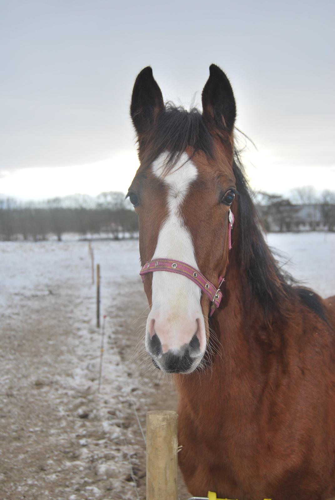 Akhal-Tekiner Aÿra Gadyrly - D. 23. jan. 2013 billede 19