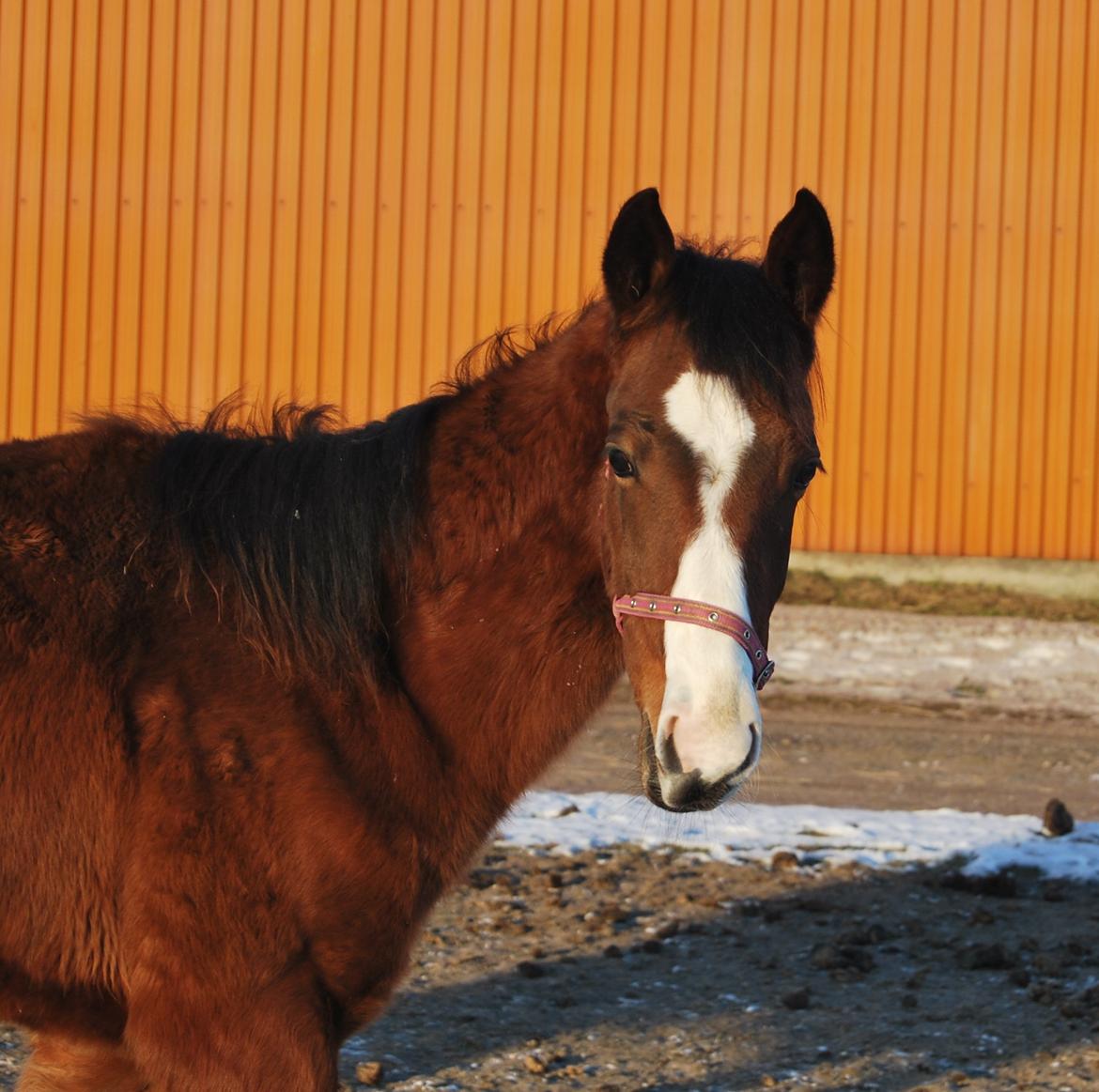 Akhal-Tekiner Aÿra Gadyrly - D. 24. jan. 2013 billede 20